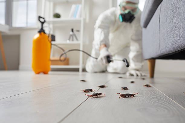 Post-Treatment Bed Bug Interceptor Monitoring in Woodside